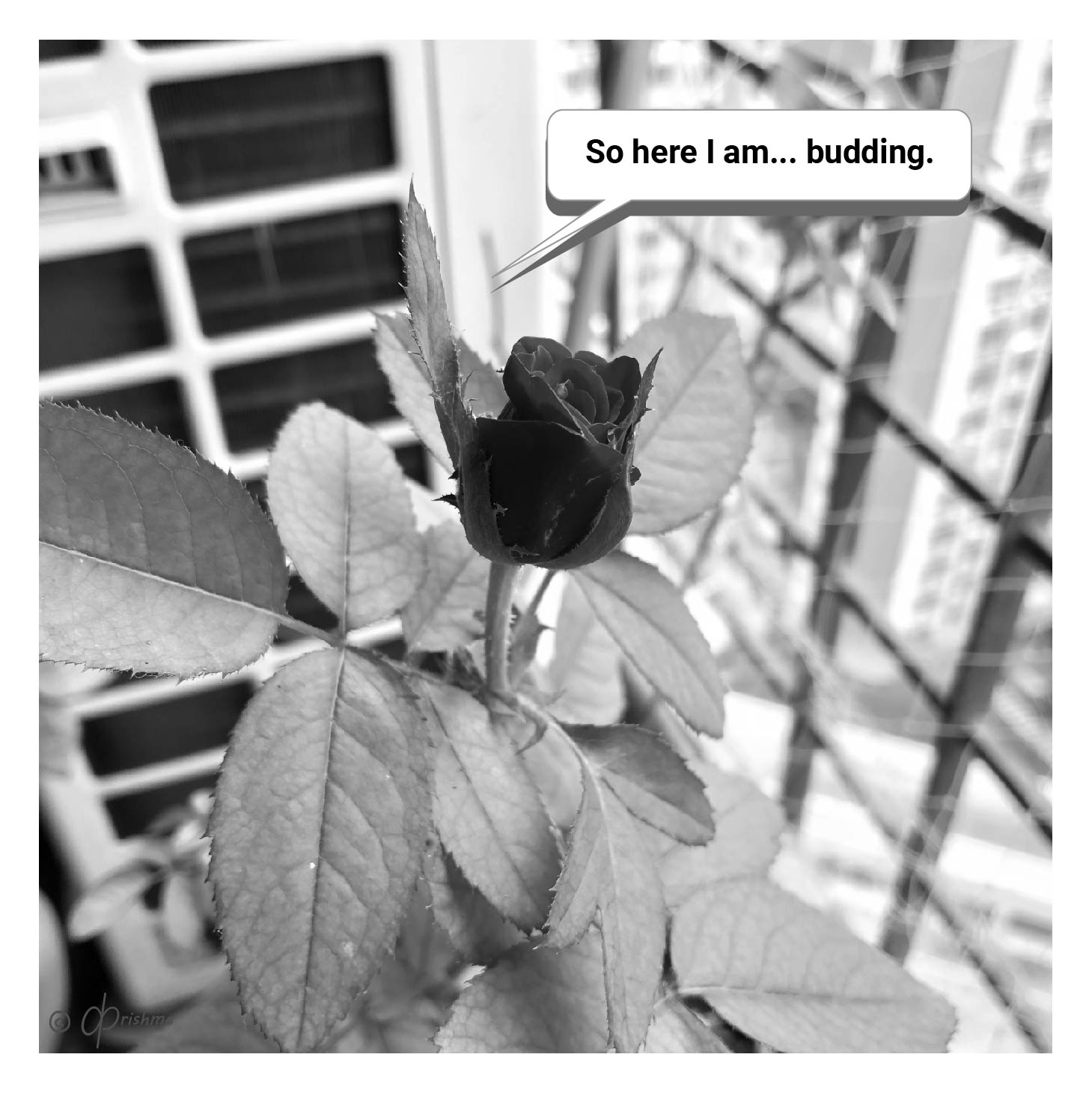 A blooming rose, black and white