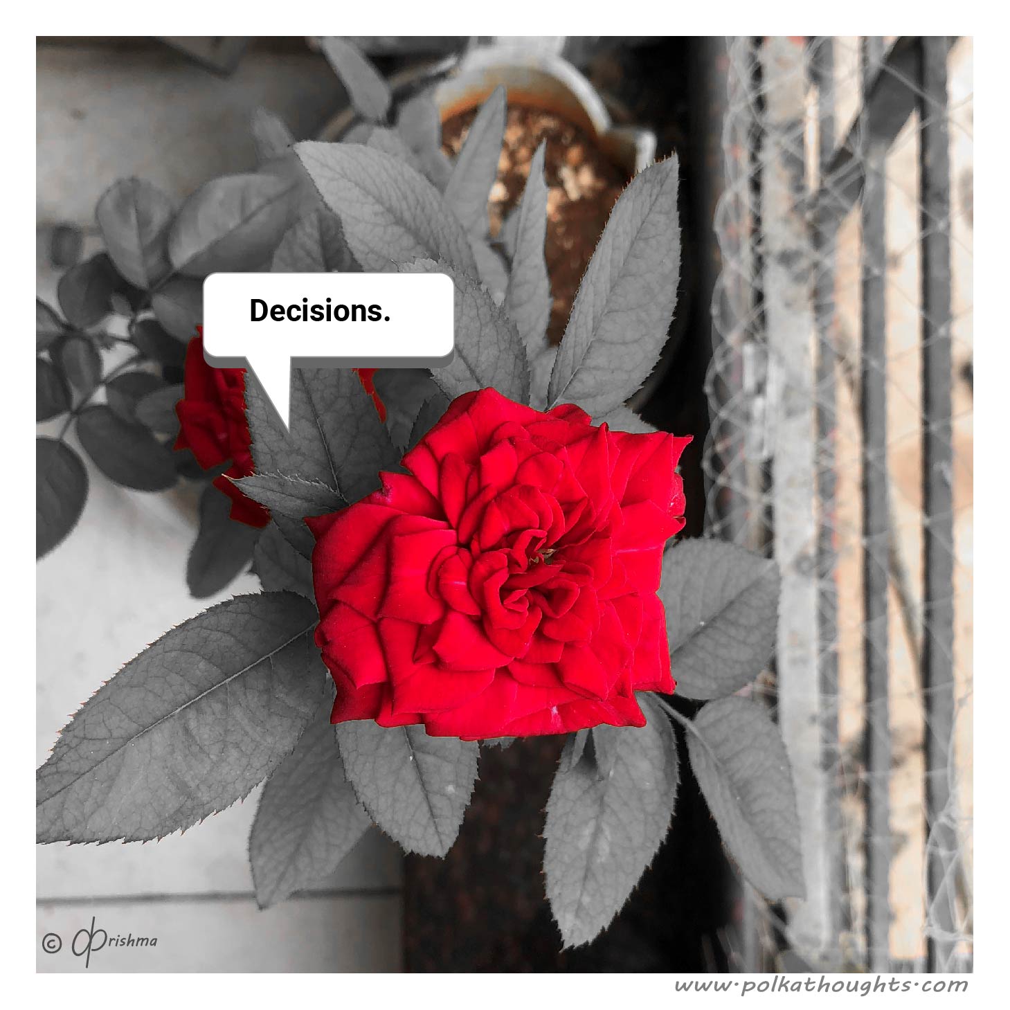 A full-bloom red rose